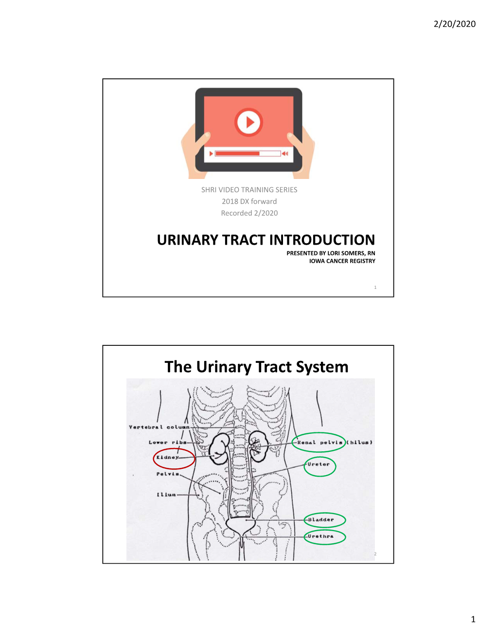 The Urinary Tract System