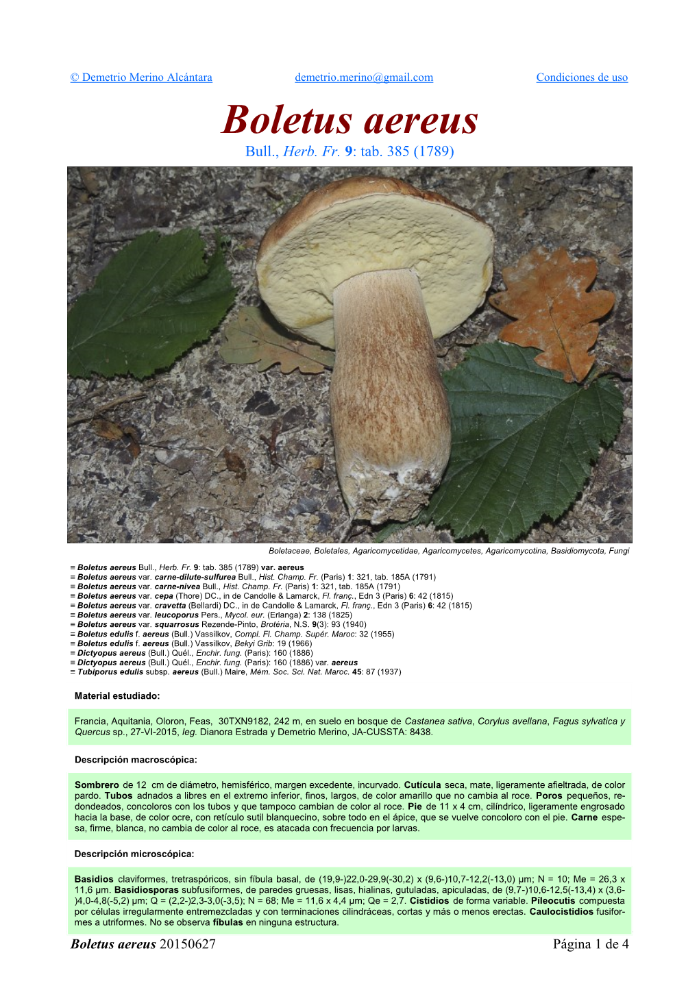 Boletus Aereus Boletus B