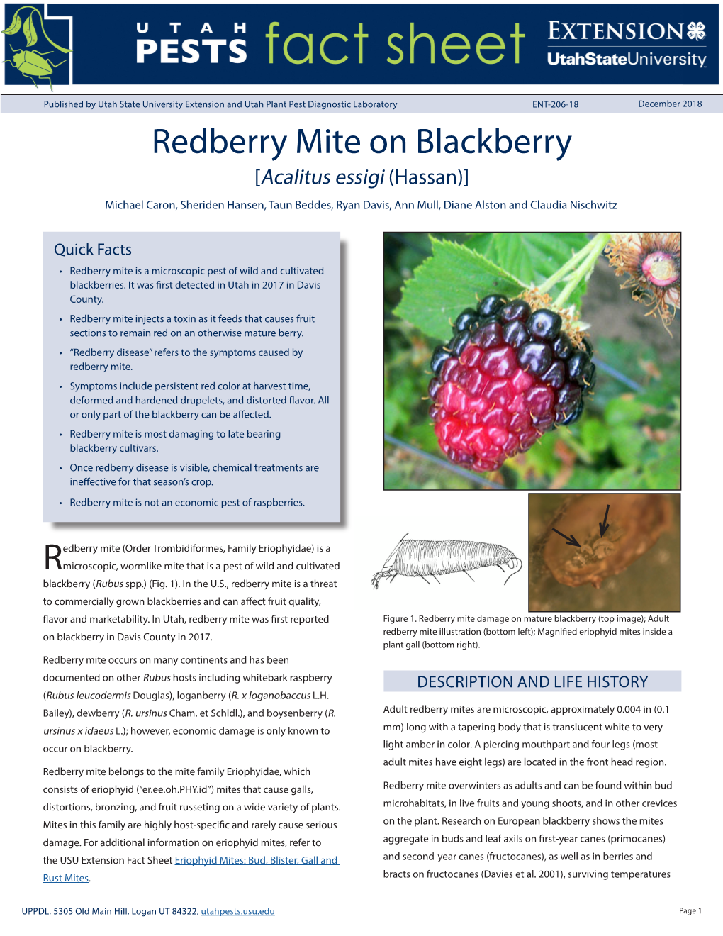 Red Mite on Blackberry [Acalitus Essigi (Hassan)]