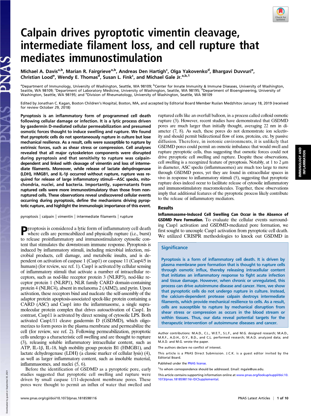 Calpain Drives Pyroptotic Vimentin Cleavage, Intermediate Filament Loss, and Cell Rupture That Mediates Immunostimulation