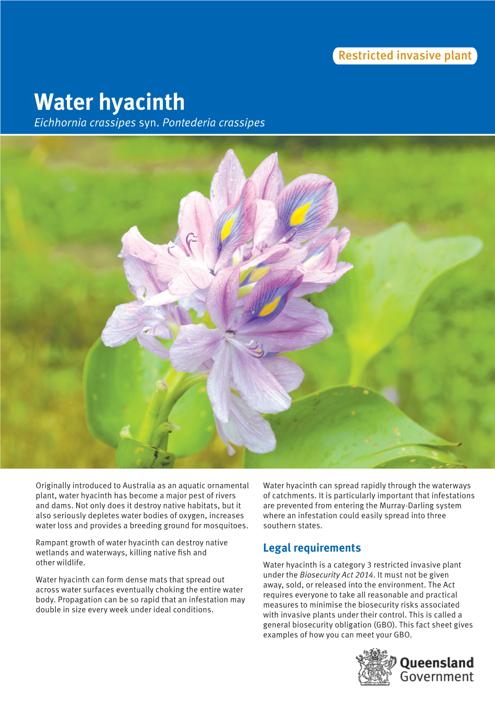 Water Hyacinth Eichhornia Crassipes Syn