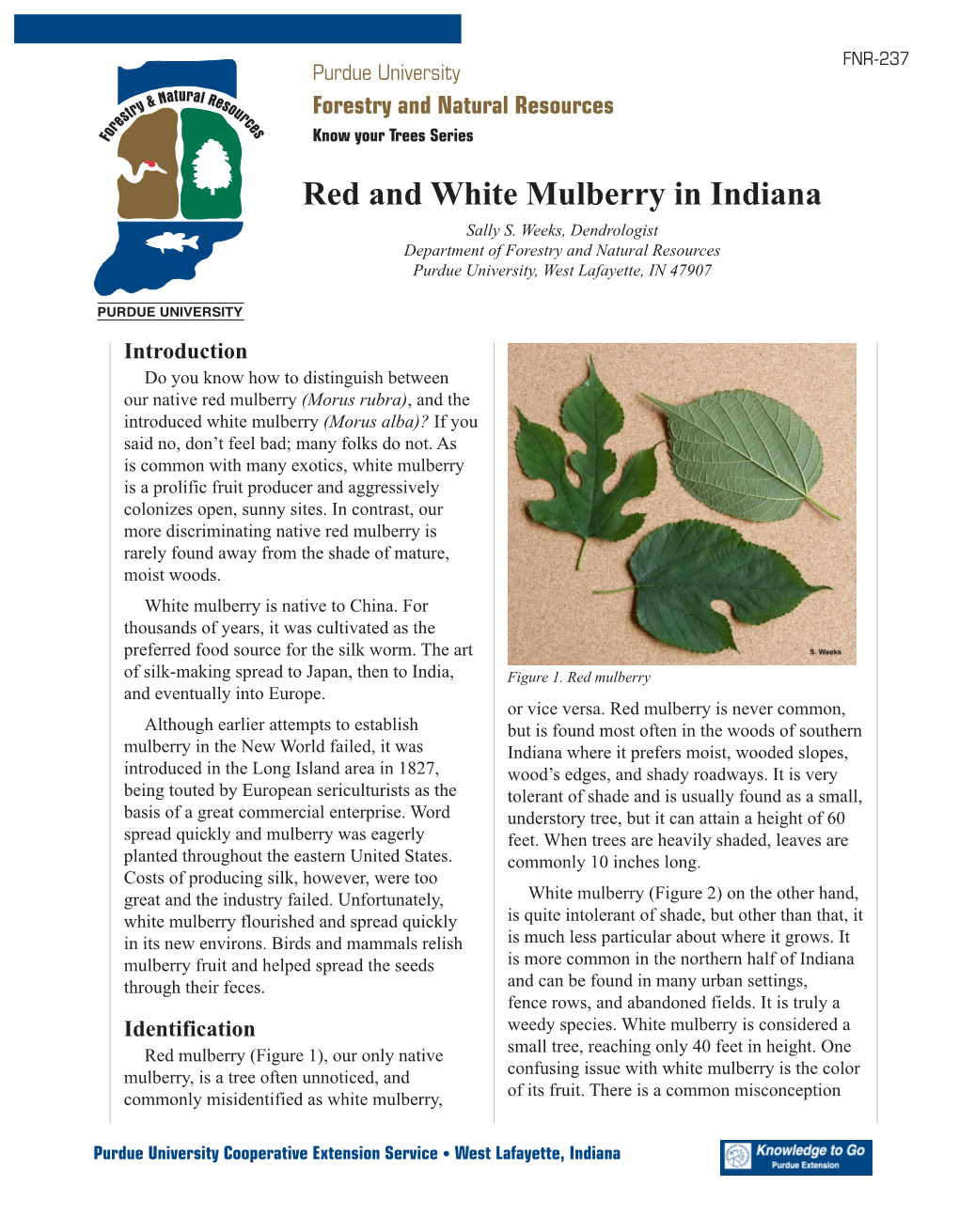 Red and White Mulberry in Indiana Sally S