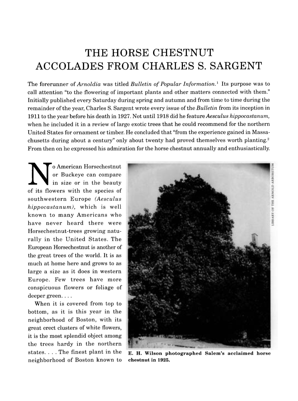 The Horse Chestnut: Accolades from Charles S. Sargent