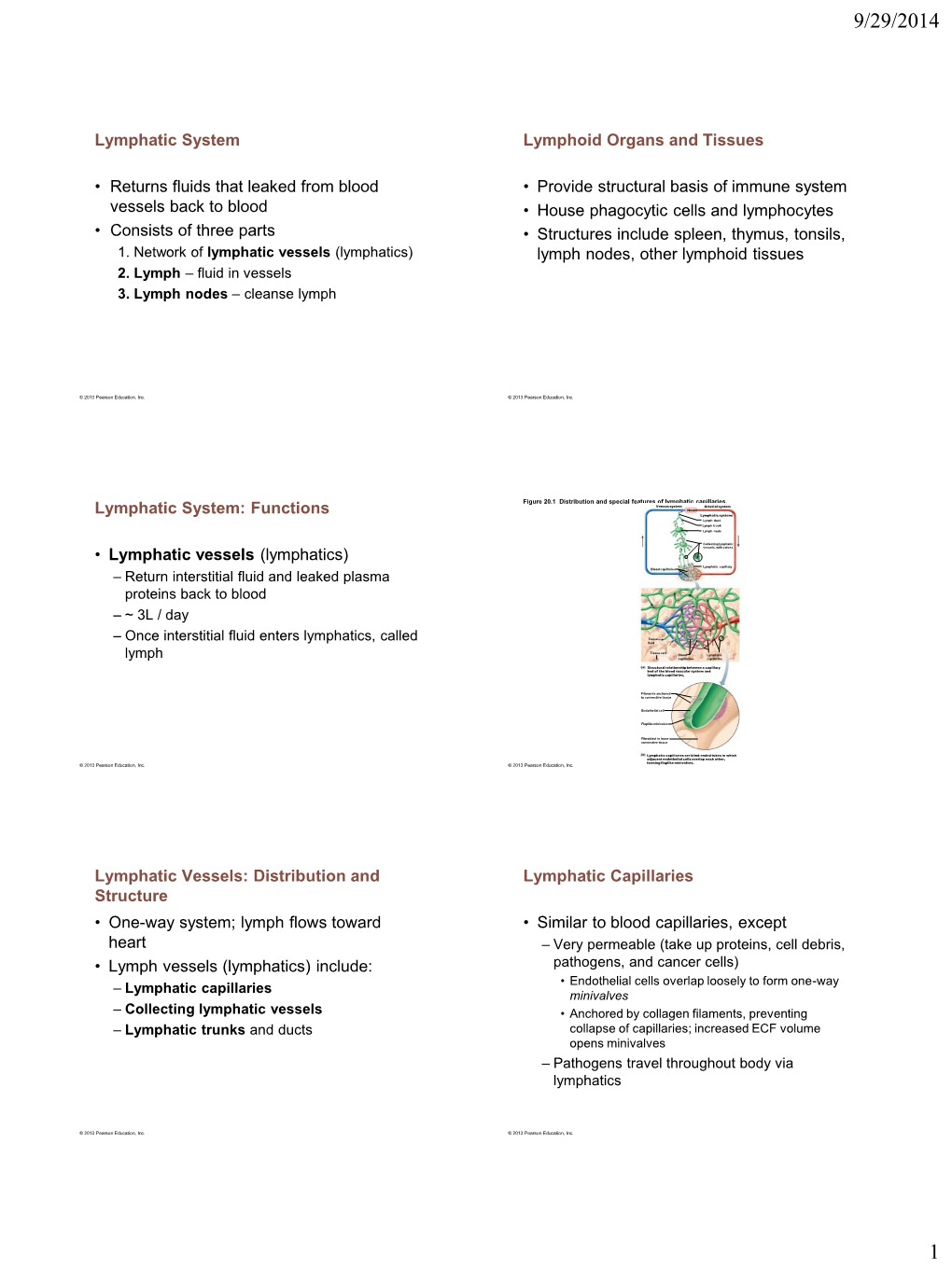 Lymphatic System • Returns Fluids That Leaked from Blood Vessels Back To