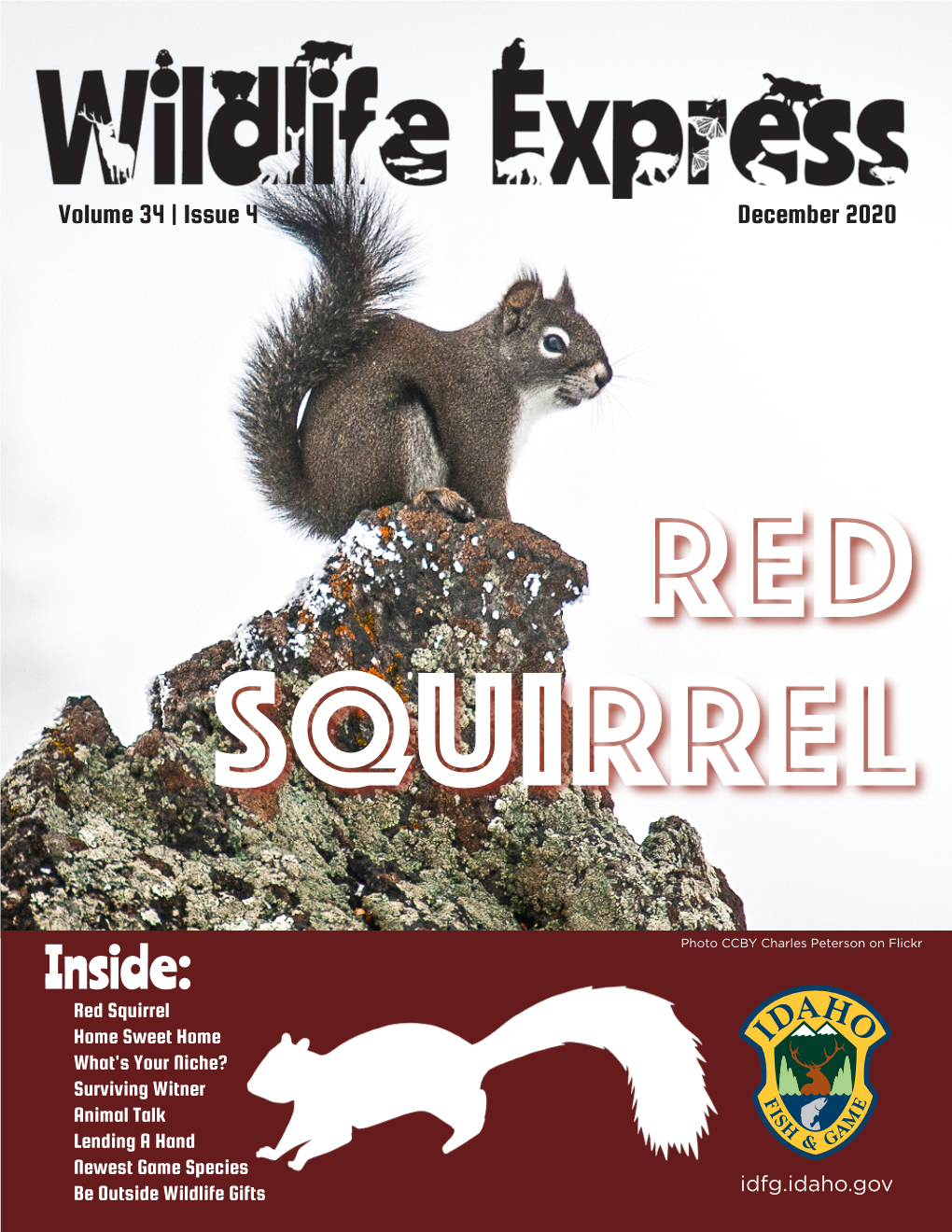 Red Squirrel