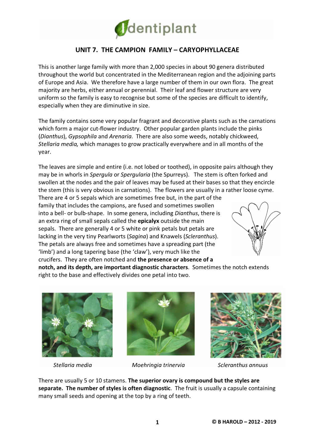 Unit 7. the Campion Family – Caryophyllaceae