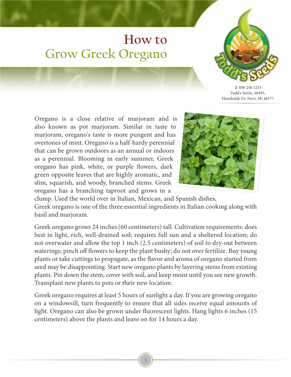 How to Grow Greek Oregano