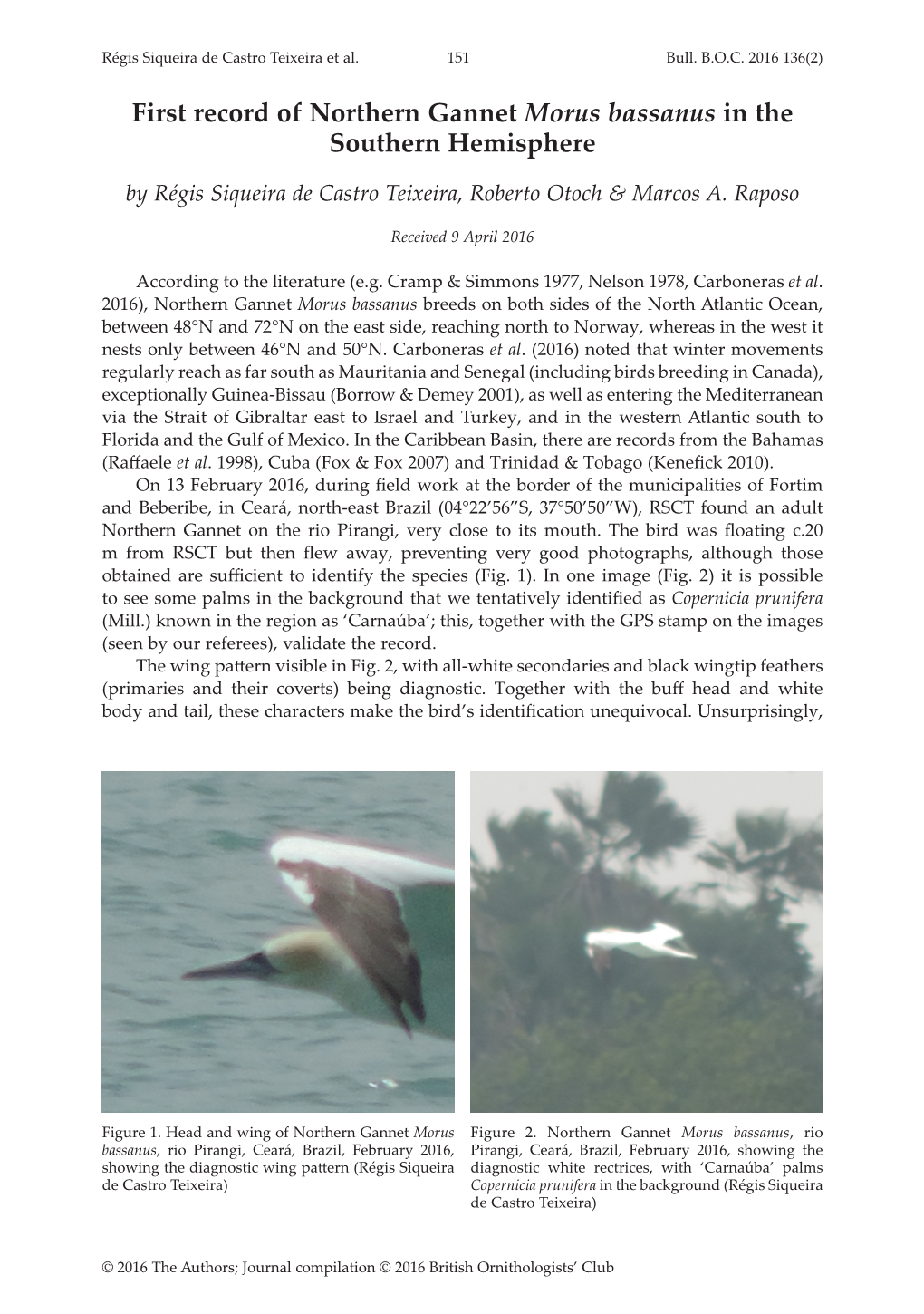 First Record of Northern Gannet Morus Bassanus in the Southern Hemisphere