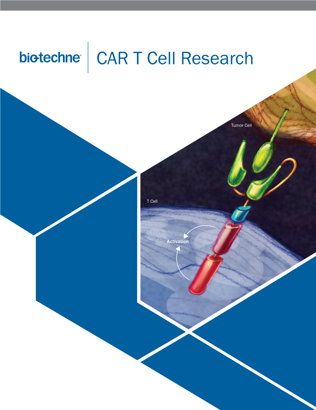 CAR T Cell Research
