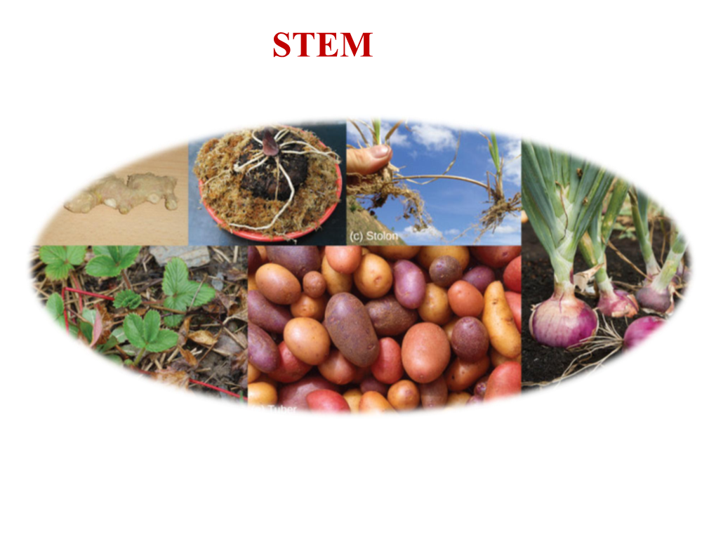 Stem Modifications