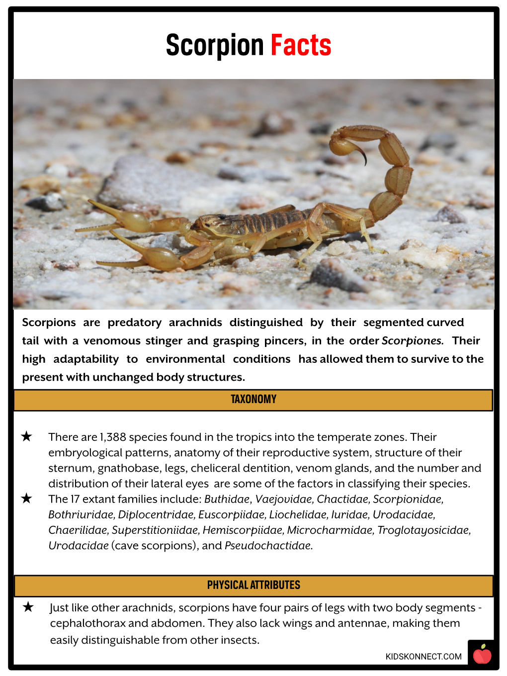 Scorpion Facts