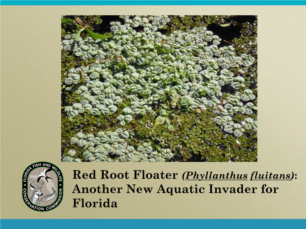 Red Root Floater (Phyllanthus Fluitans): Another New Aquatic Invader for Florida a Brief History
