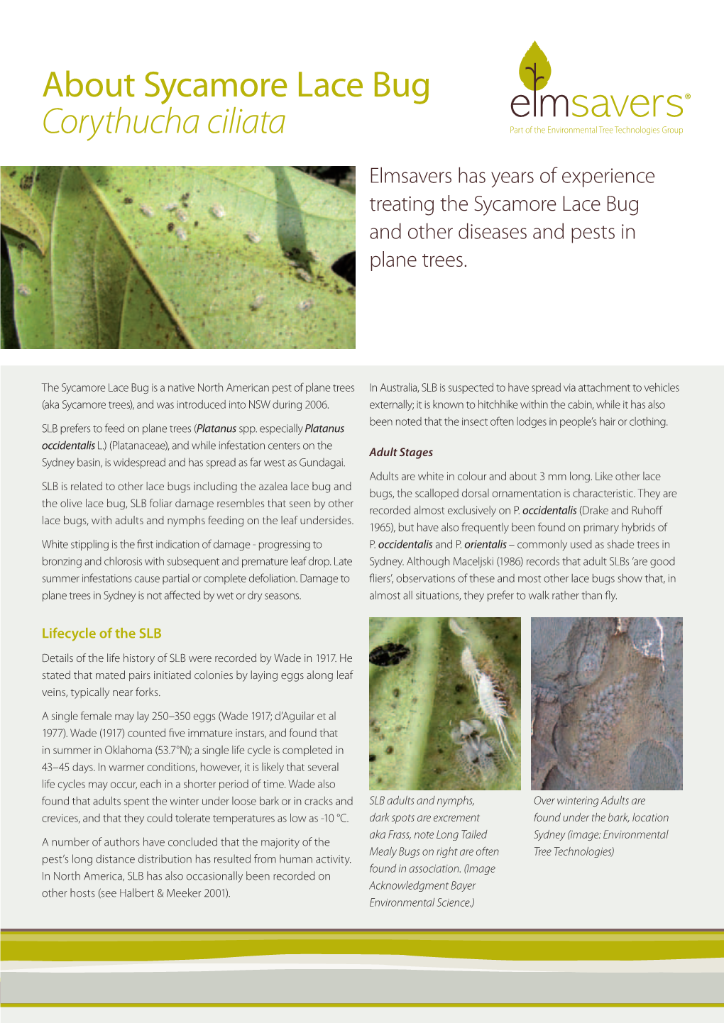 About Sycamore Lace Bug Corythucha Ciliata