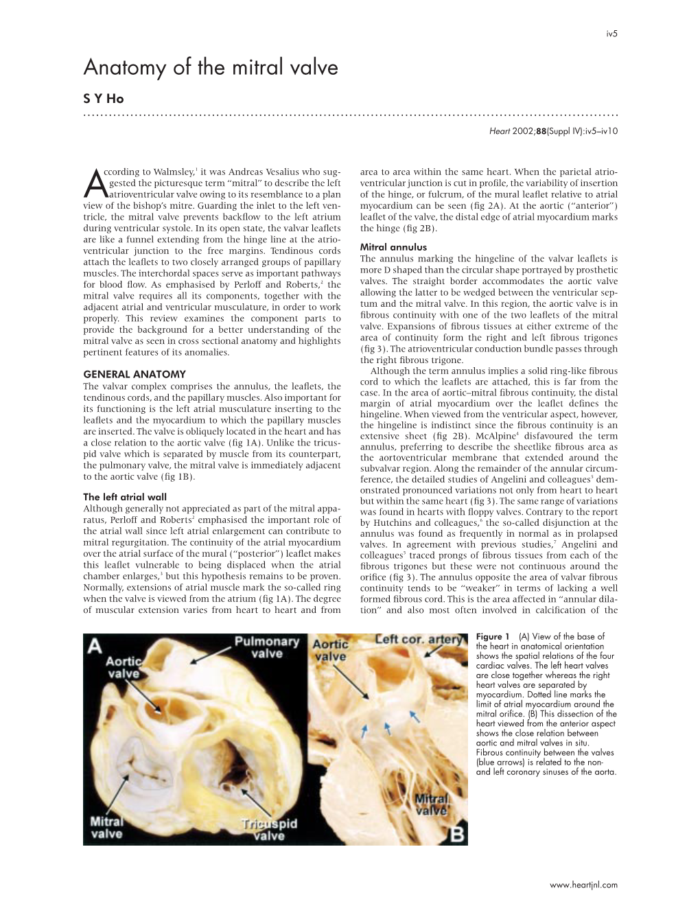 Anatomy of the Mitral Valve Syho