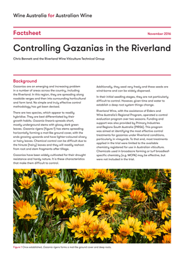 Controlling Gazanias in the Riverland