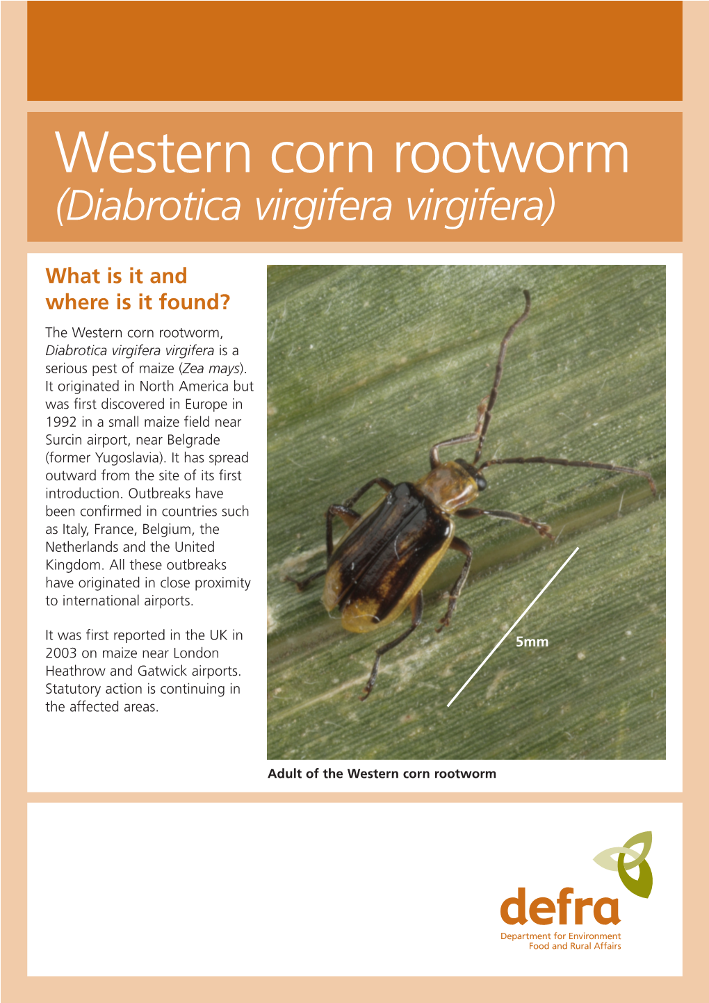 Western Corn Rootworm (Diabrotica Virgifera Virgifera)