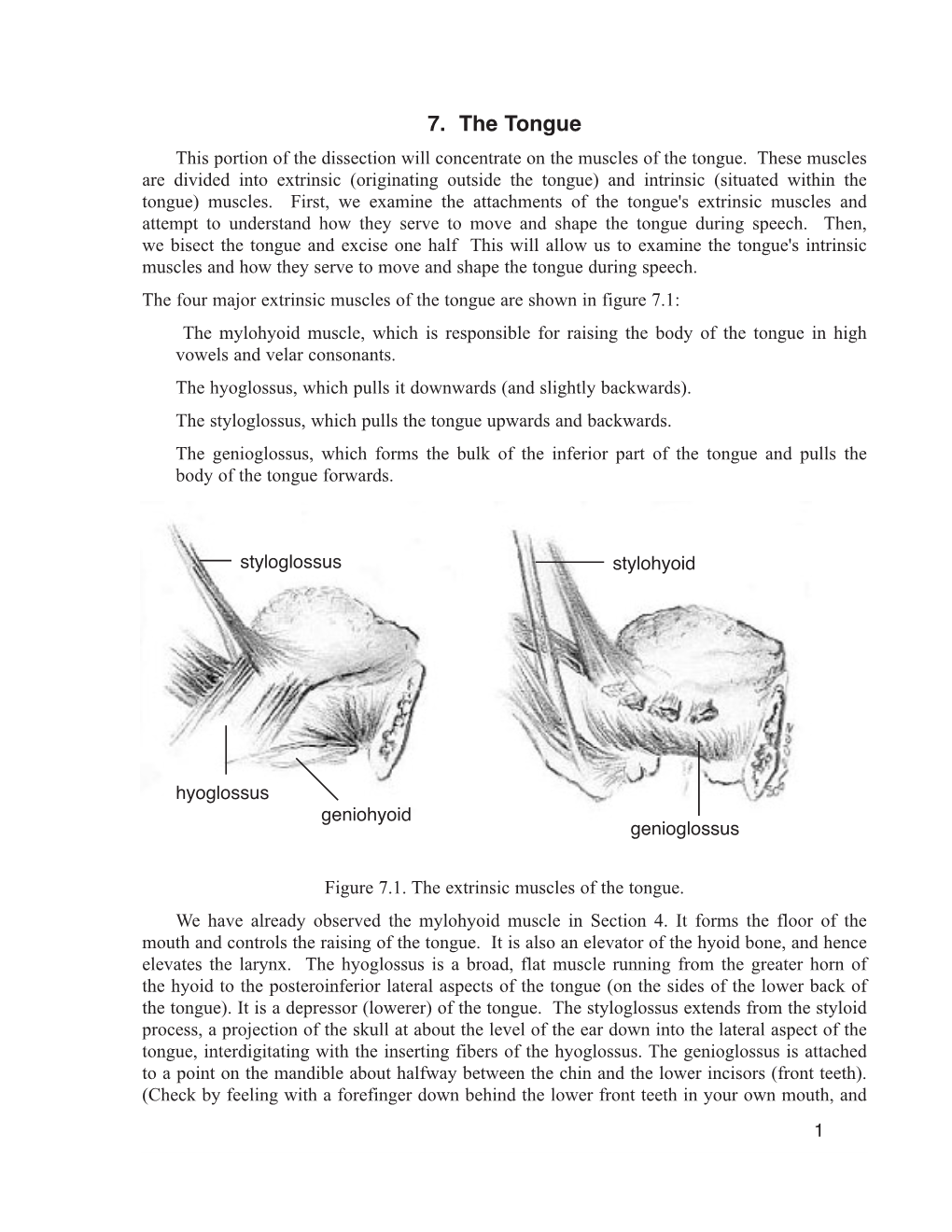 7. the Tongue This Portion of the Dissection Will Concentrate on the Muscles of the Tongue