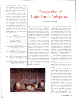 Identification of Cape Parrot Subspecies