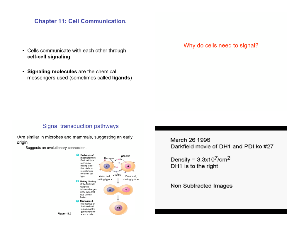 Bio101lec03 Ch11-12 Cell Signaling and Cycle (.Pdf)