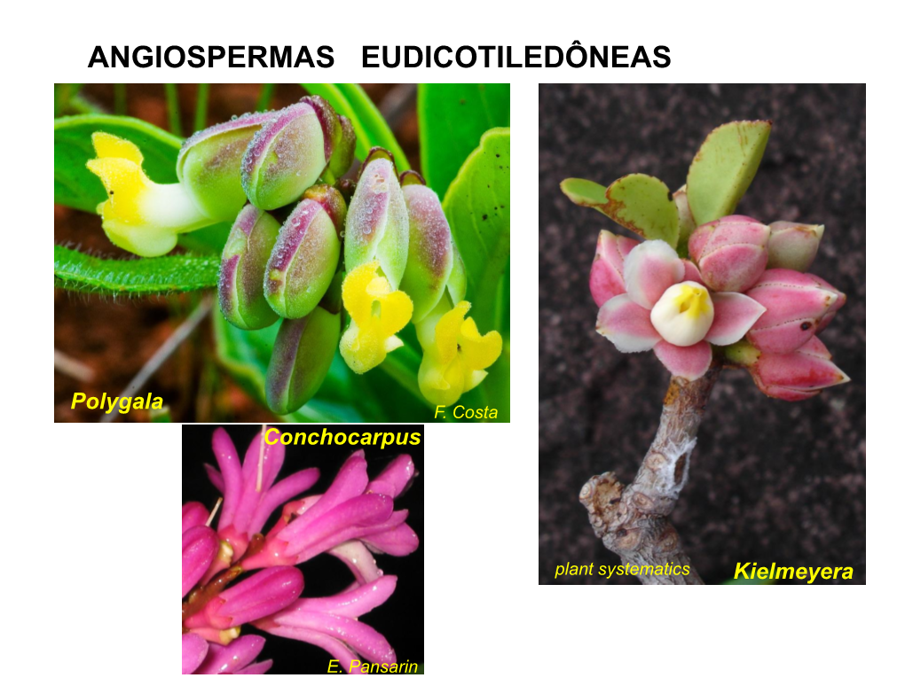 Angiospermas Eudicotiledôneas