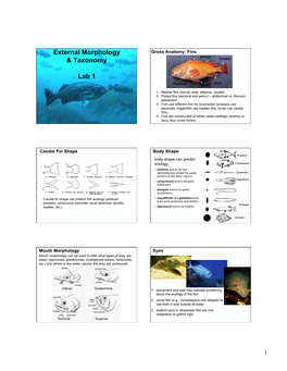 1 Lab External Morphology and Taxonomy