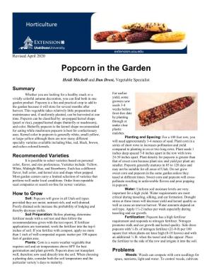 Popcorn in the Garden