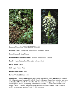 Xerophyllum Asphodeloides (Linnaeus) Nuttall