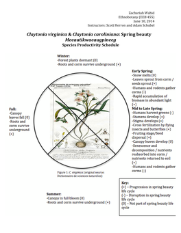 Claytonia Virginica & Claytonia Caroliniana: Spring Beauty