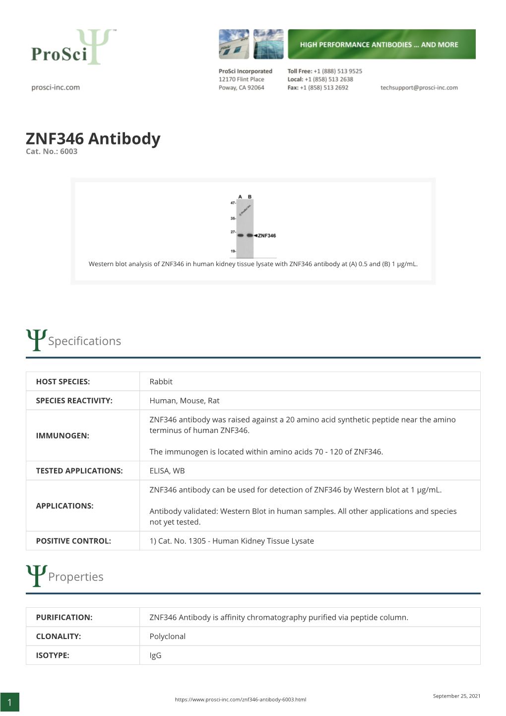 ZNF346 Antibody Cat