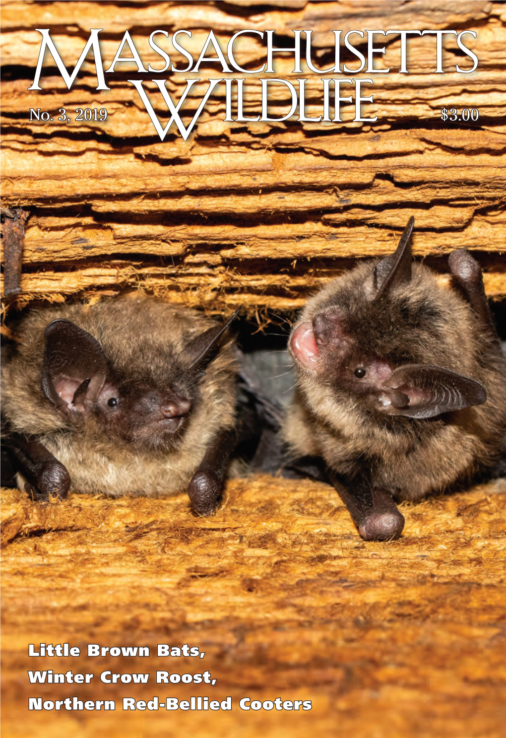 BAT MYTHS DEBUNKED 4 — Jennifer Longsdorf Dispelling Irrational Fears About Bats Is the First Step Towards Appreciating These Amazing And