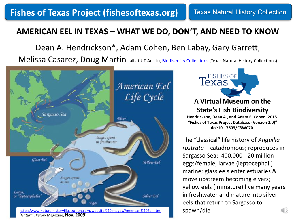 American Eel in Texas – What We Do, Don't, and Need To