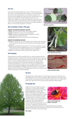 The Tree How to Identify a Linden (Tilia Spp.) the Pesticides the Pest