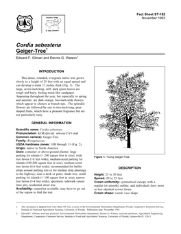 Cordia Sebestena Geiger-Tree1 Edward F