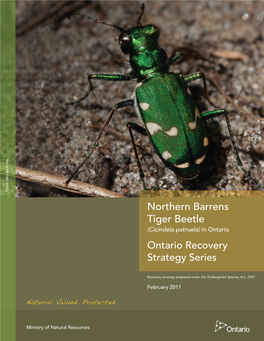 Northern Barrens Tiger Beetle (Cicindela Patruela) in Ontario Ontario Recovery Strategy Series