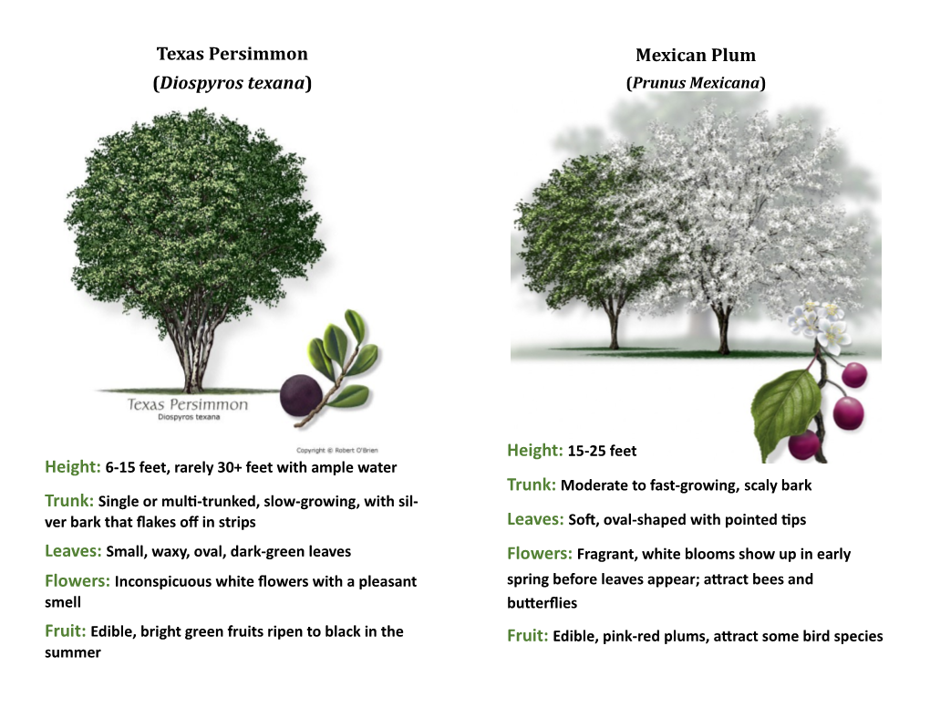Mexican Plum (Diospyros Texana) (Prunus Mexicana)