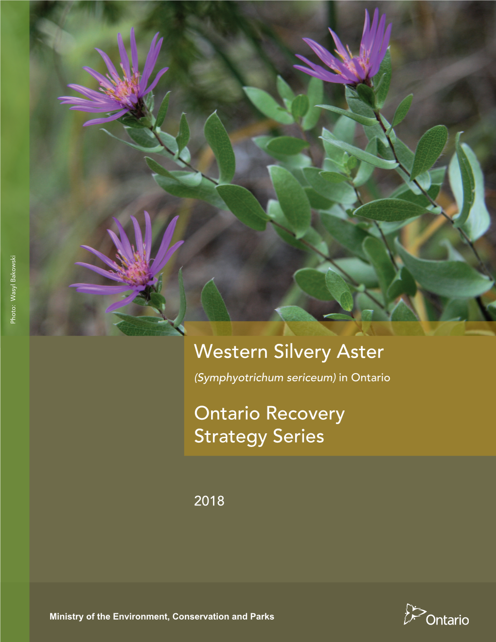 Recovery Strategy for the Western Silvery Aster in Ontario