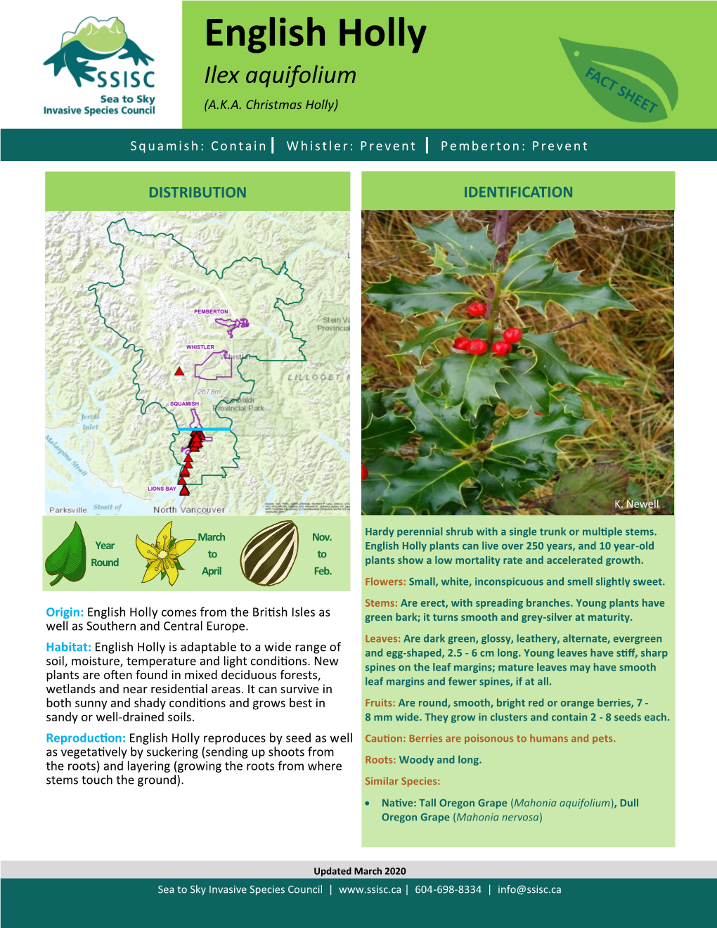 English Holly Factsheet