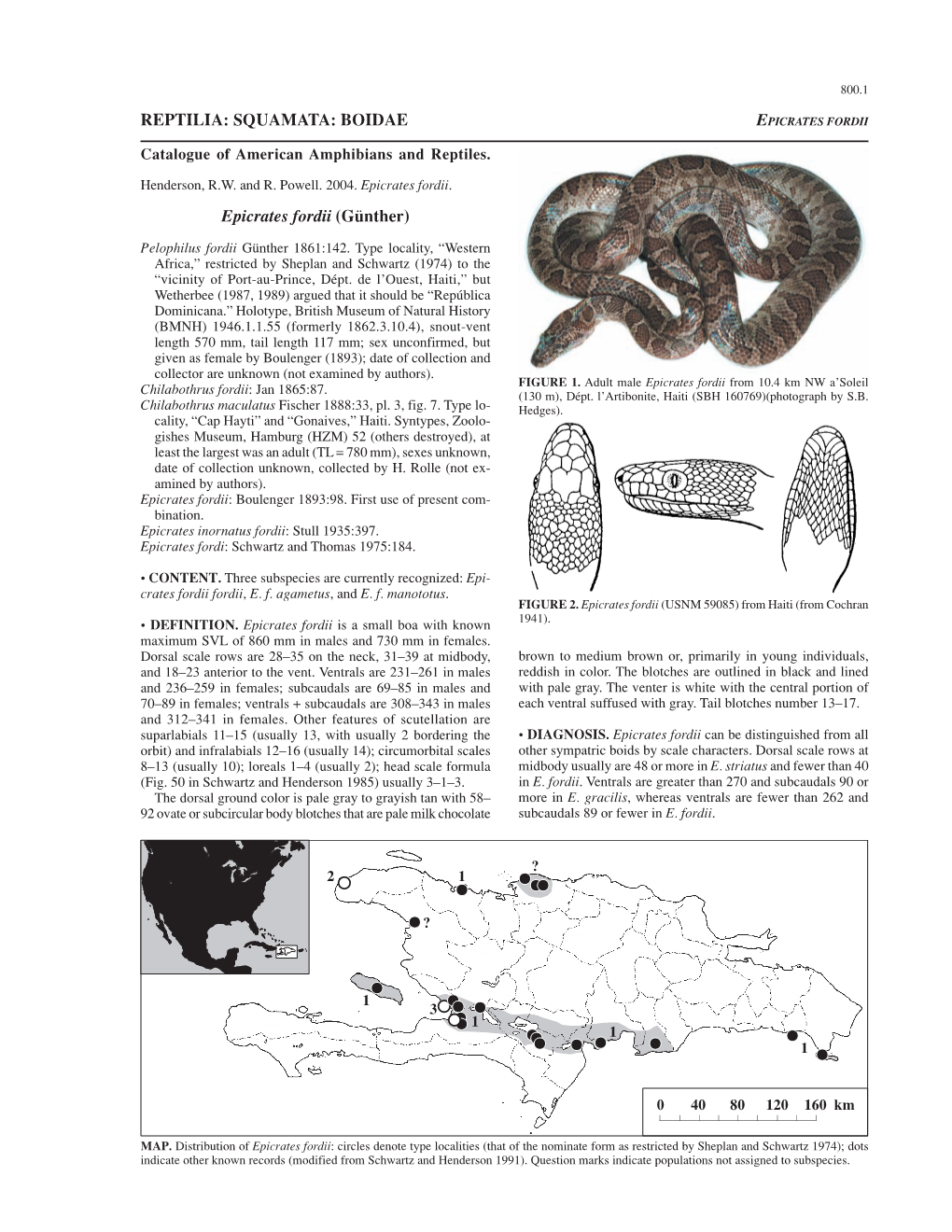 REPTILIA: SQUAMATA: BOIDAE Epicrates Fordii (Günther)