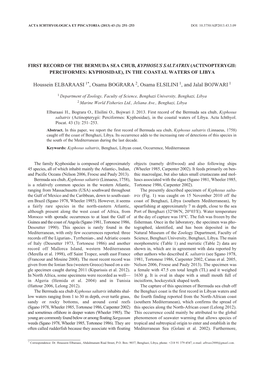 First Record of the Bermuda Sea Chub, Kyphosus Saltatrix (Actinopterygii: Perciformes: Kyphosidae), in the Coastal Waters of Libya