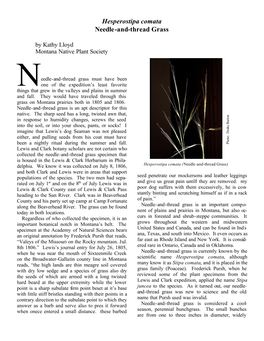 Hesperostipa Comata Needle-And-Thread Grass