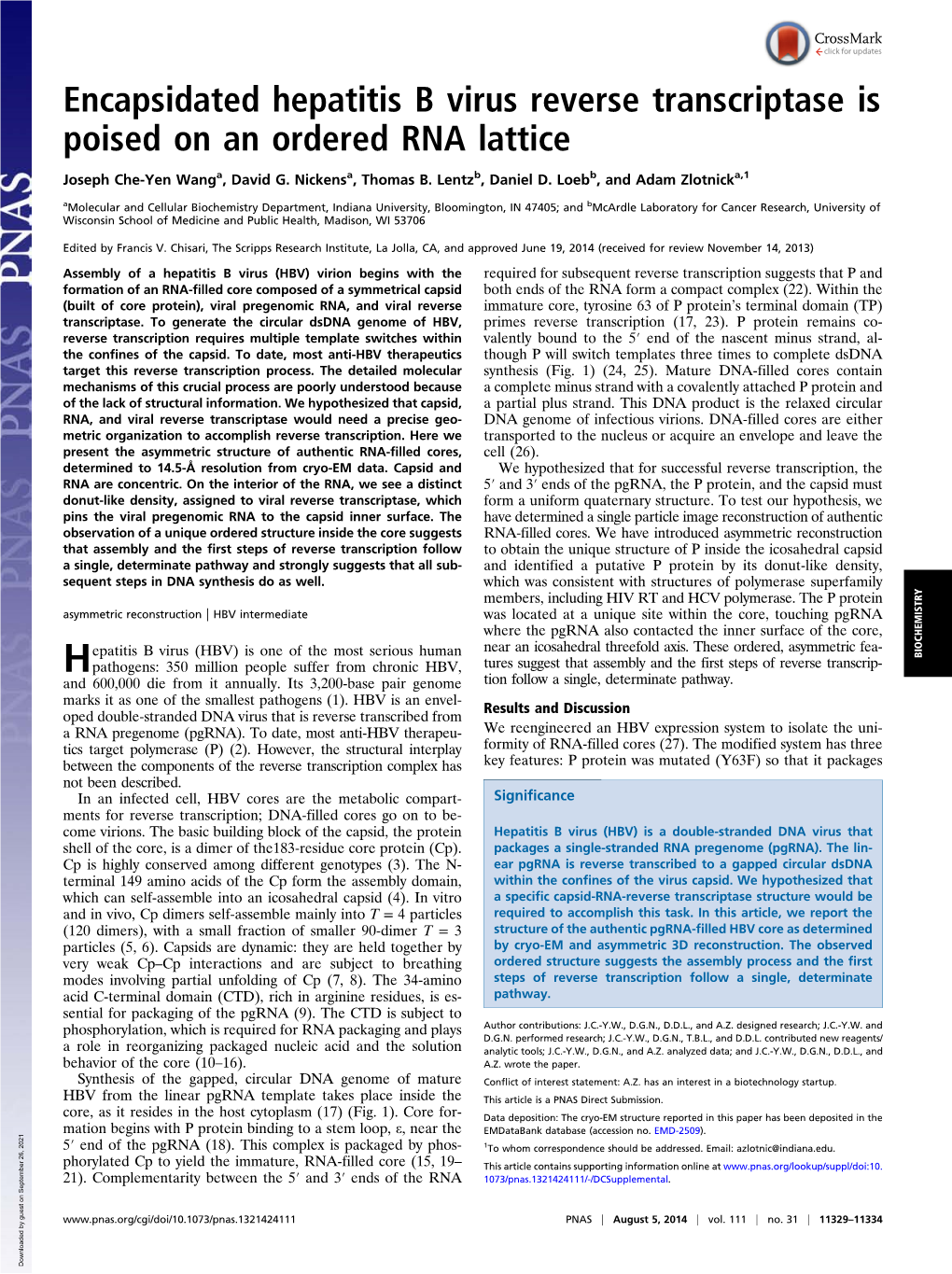 Encapsidated Hepatitis B Virus Reverse Transcriptase Is Poised on an Ordered RNA Lattice