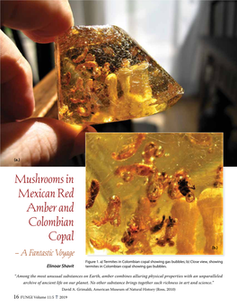 “Among the Most Unusual Substances on Earth, Amber Combines Alluring Physical Properties with an Unparalleled Archive of Ancient Life on Our Planet