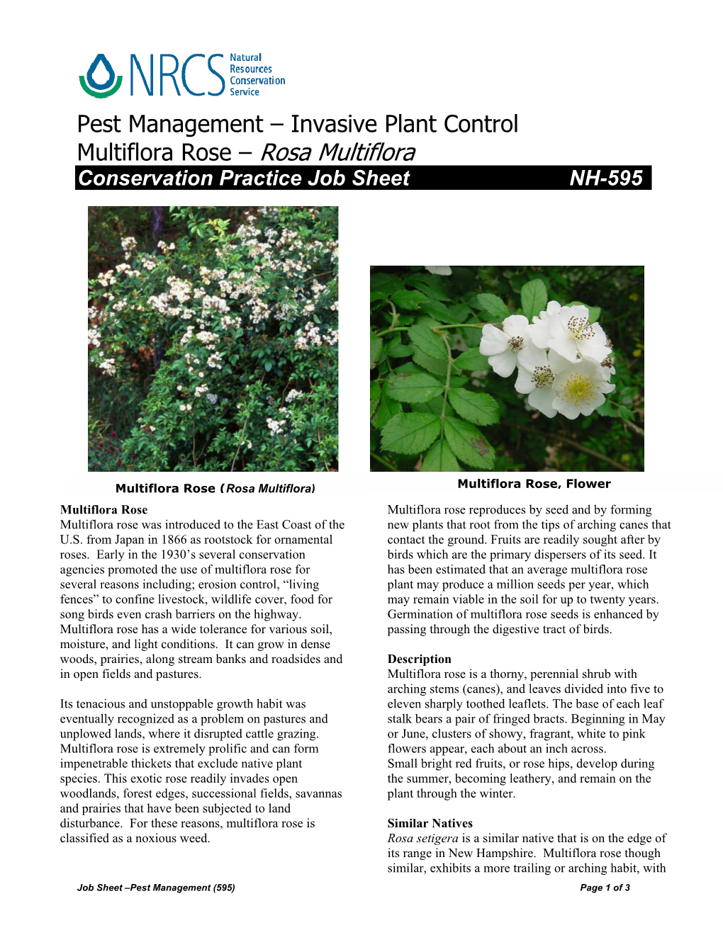 Pest Management – Invasive Plant Control Multiflora Rose – Rosa ...