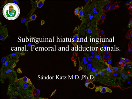 Subinguinal Hiatus and Ingiunal Canal. Femoral and Adductor Canals