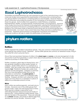Basal Lophotrochozoa Phylum Rotifera