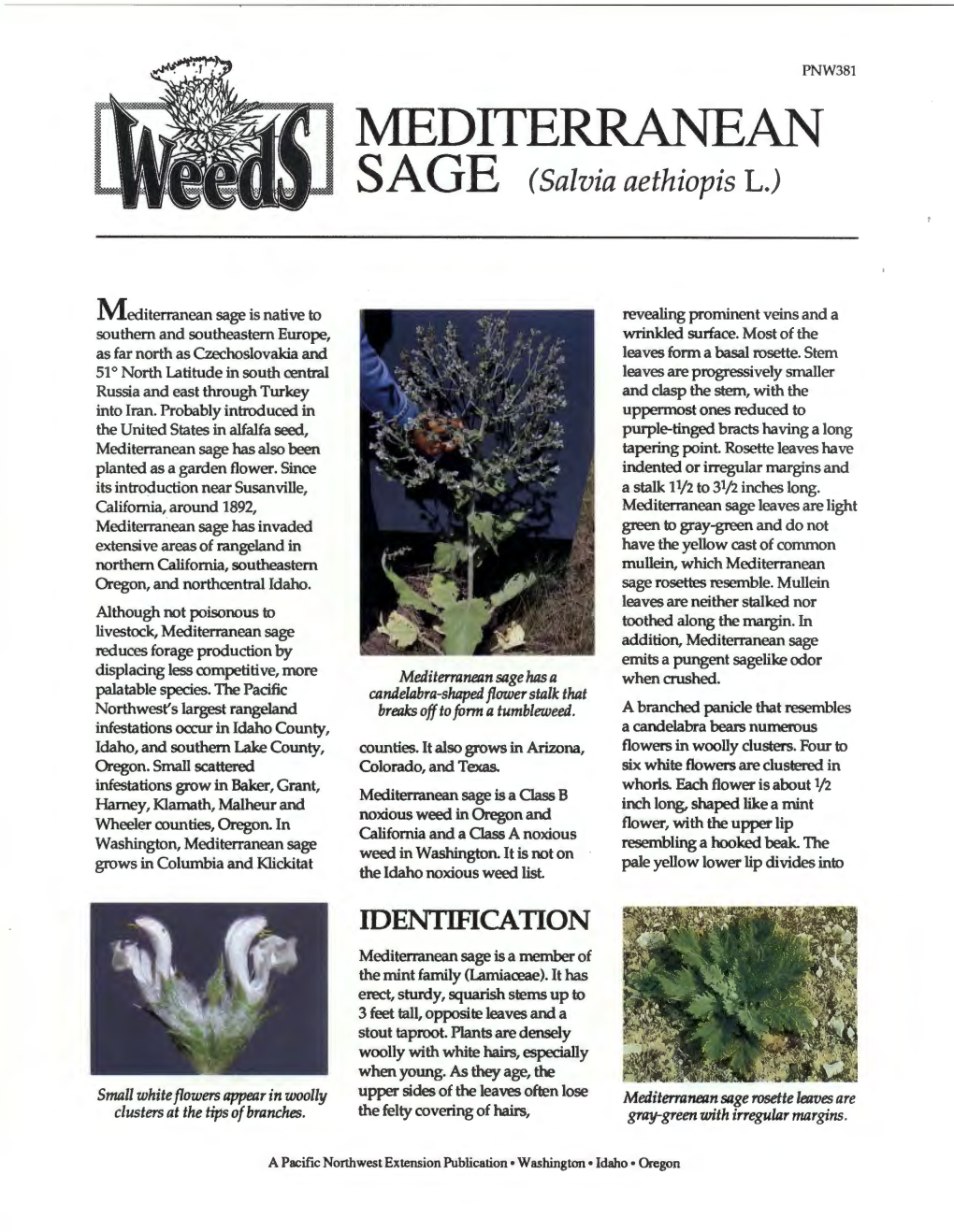 MEDITERRANEAN SAGE (Salvia Aethiopis L.)