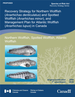 And Spotted Wolffish (Anarhichas Minor), and Management Plan for Atlantic Wolffish (Anarhichas Lupus) in Canada