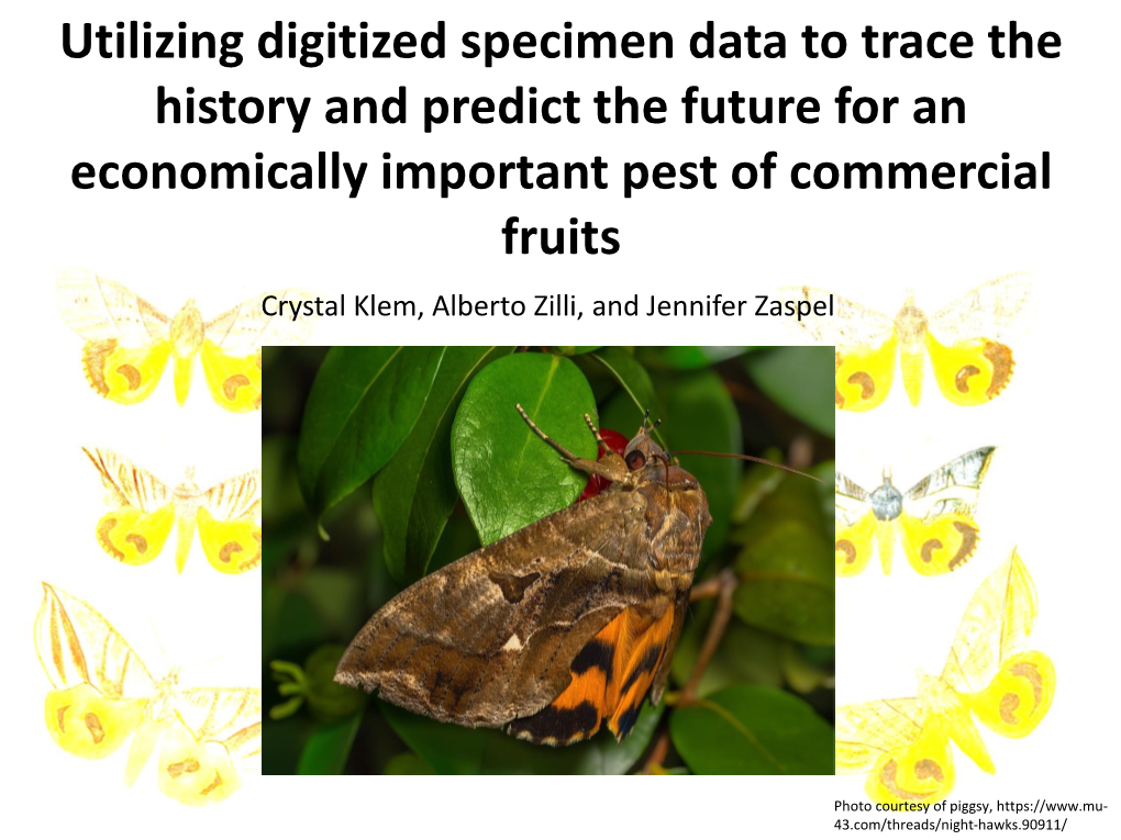 A Preliminary Phylogeny of the Fruit-Piercing Moth Genus Eudocima