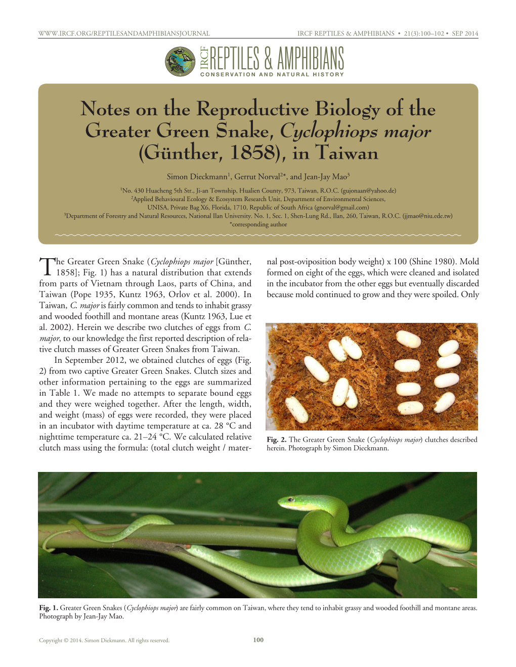 Notes on the Reproductive Biology of the Greater Green Snake, Cyclophiops Major