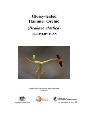 National Recovery Plan for the Glossy-Leafed Hammer Orchid (Drakaea Elastica)